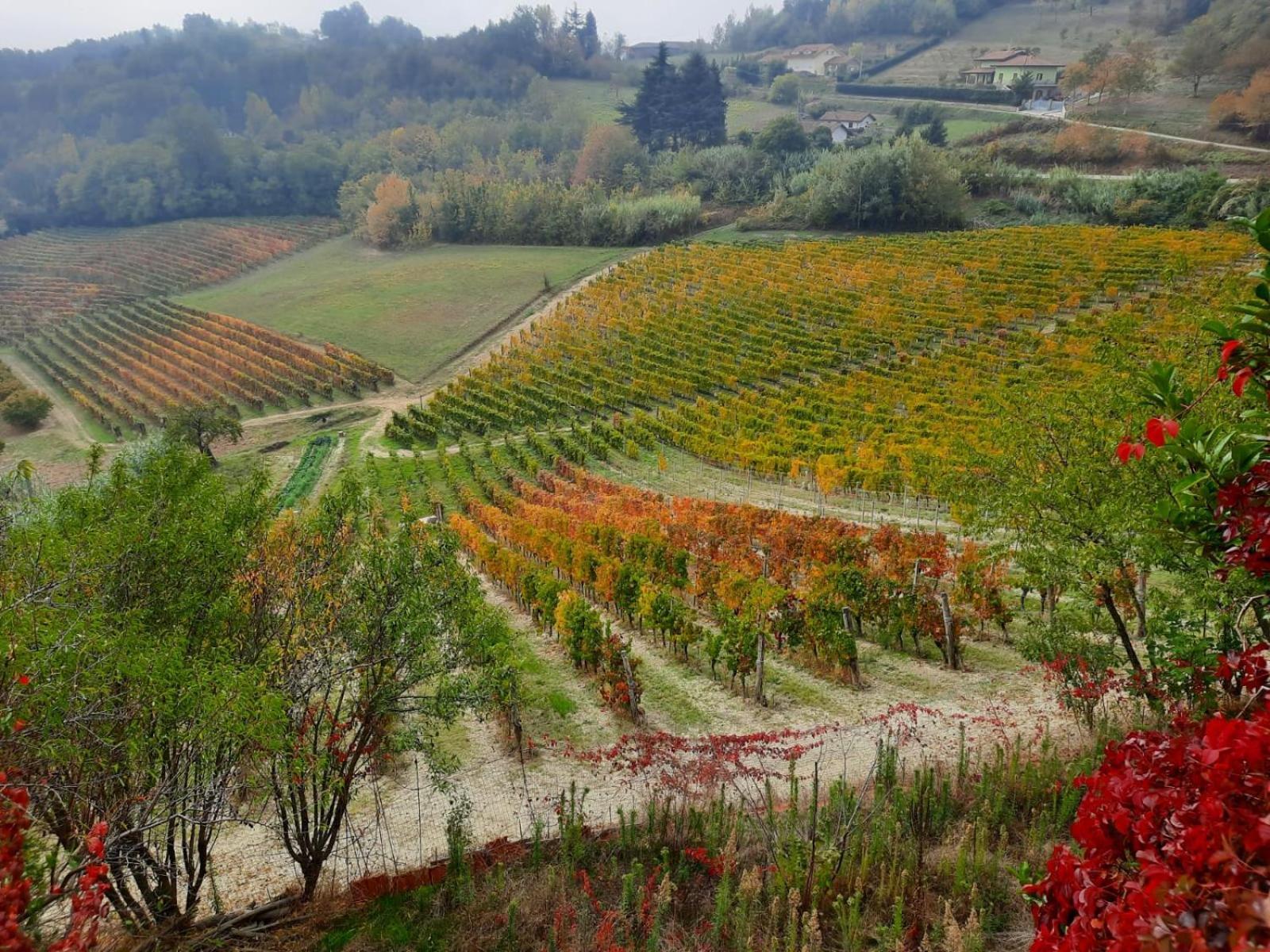 La Giribaldina Winery & Farmhouse Calamandrana Exterior foto